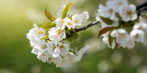 Branches of blossoming cherry with soft focus .