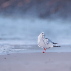 mouette rieuse
