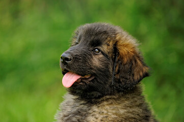 Leonberger  puppy 8 weeks plays in the garden