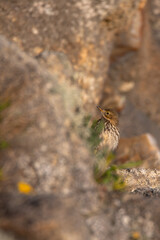 pipit farlouse 