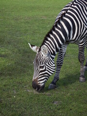 Fototapeta na wymiar Grasendes schwarz-weiß gestreiftes Zebra