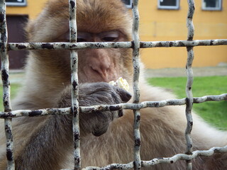 Essender Affe hinter Gitterstäben in einem Tierpark