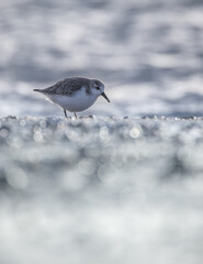 becasseau sanderling