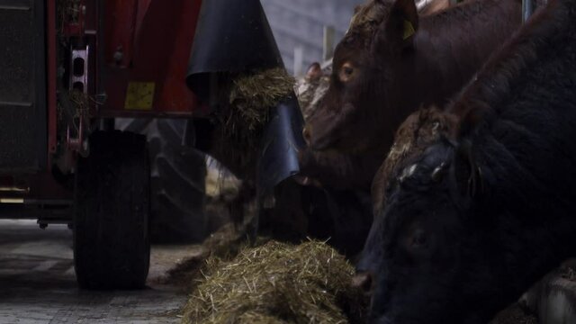Low angle shot of bale shredder feeding Norwegian cows with fresh silage grass indoors in barn.