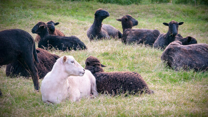 Círculo de ovejas negras sentadas  y oveja blanca fuera