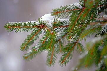 spruce tree branch in snow