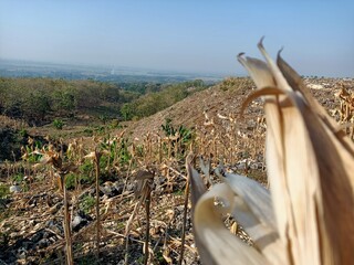 Beautiful mountain cornfields, beautiful indonesian, country paradise