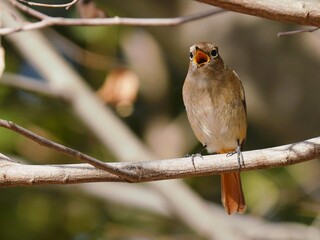 こちらを見て囀るジョウビタキの雌