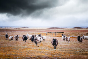 Goat flock in cloudy weather by the sea