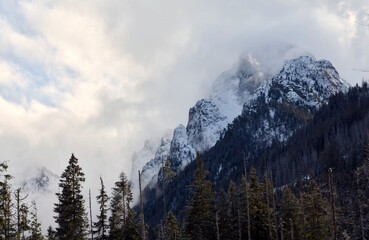 Snowy and misty Tatra mountains and spruces trees at the foot of the mountain