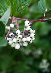 Derain White close-up. Plants of Siberia, nature