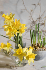 Yellow narcissus flowers blooming in vase and seedling growing in pot indoor in winter time. Bouquets of daffodils, spring flowers in vases