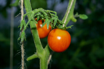 Growing tomatoes in a greenhouse. Agriculture. Environmentally.