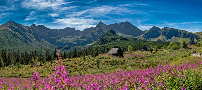 Fototapeta Hala Gąsienicowa, Tatry Polskie, Kościelec, wierzbówka kiprzyca, szałasy, pasterstwo w tatrach