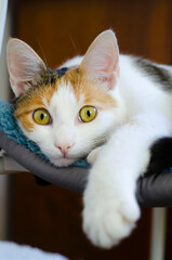 A domestic tricolor cat lies on a chair. 