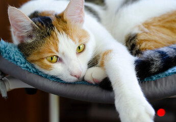 A domestic tricolor cat lies on a chair. 
