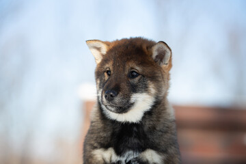 Close-up Portrait of an Shikoku puppy in winter. Shikoku ken puppy. Kochi-ken dog