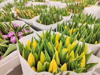 Selling tulips in the store. Different colors. 