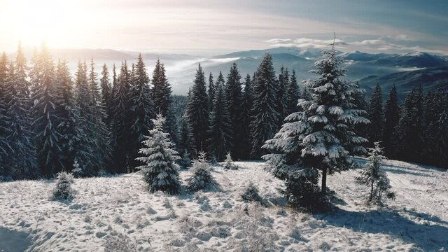 Sun over pine trees at snow mountain closeup aerial. Nobody nature landscape. Spruce forest at hoarfrost. White snowy mount ranges. Winter vacation. Undiscovered Carpathians, Bukovel, Ukraine, Europe