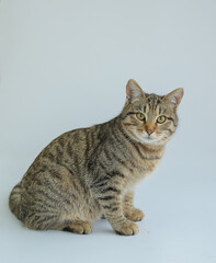 A tortoiseshell cat isolated on a white background