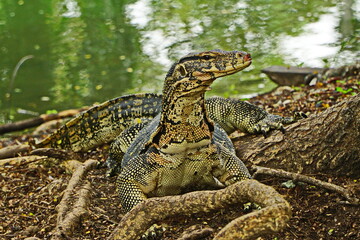 Monitor lizard in the park. Very close