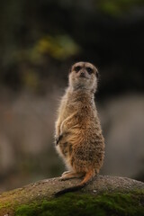 meerkat, animal, mammal, cute, zoo