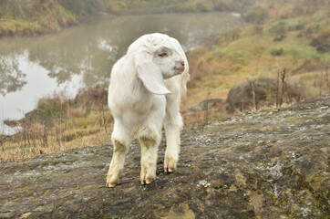 Obraz premium Goat Kid Stand In The Beautiful Ground