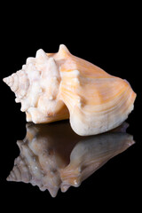 Single sea shell of Aliger gigas known as the queen conch isolated on black background, close up