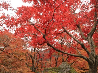 red maple tree