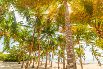 Coconut palm trees in Bois Jolan beach in Guadeloupe