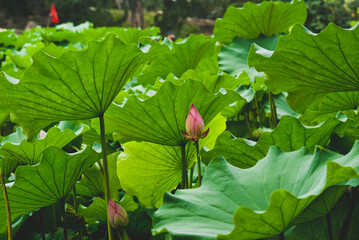 Lotusblume in einem See, umgeben von großen grünen Blättern