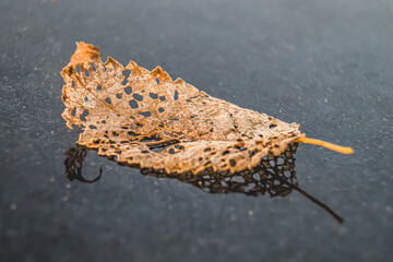 Dry autumn leaf on black granite slab