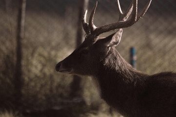 white deer © ghifarys