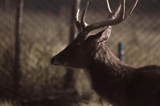 white deer