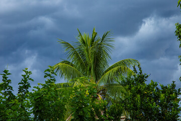 Fototapeta na wymiar Detalhe de copa de coqueiro em tarde de céu com nuvens e chuva no Brasil