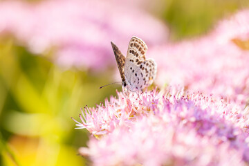  A butterfly is gathering honey