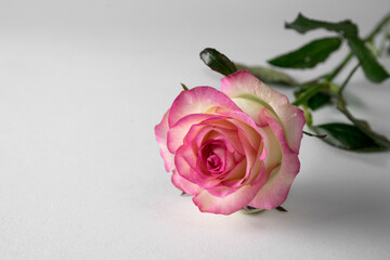 Bright pink rose on a white background