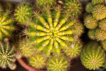 Fototapeta premium cactus close up