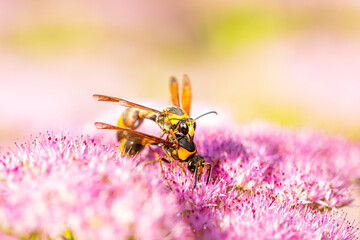 Golden digger wasp picks honey on a flower
