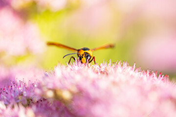 Golden digger wasp picks honey on a flower