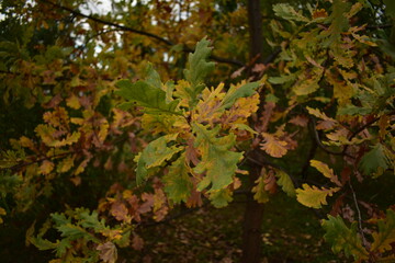 Oak branch with green-yellow leaves
