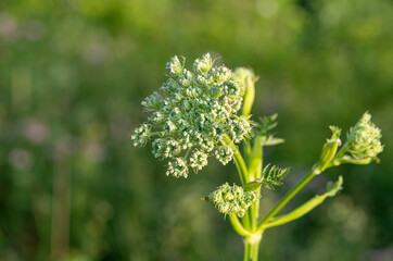 Wild Carrot (Daucus carota) - white blooming plant in the meadow