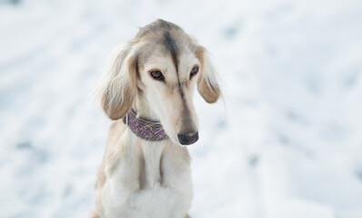 Saluki in winter forest close up portrait. 
