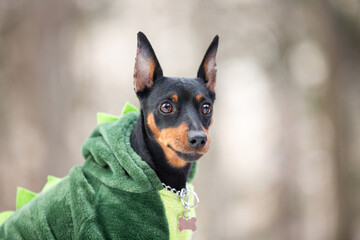 Beautiful miniature pinscher in the green dinosaur's suit sitting in the forest in winter