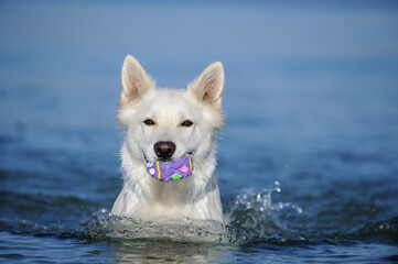 White Swiss Shepherd on the ocean in holiday