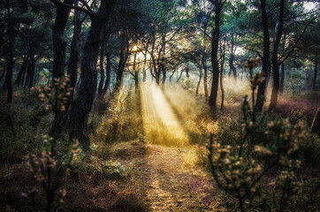 morning in the forest