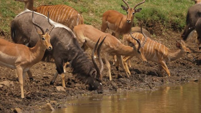 African Nyala and Impala Antelope drink together from muddy pond