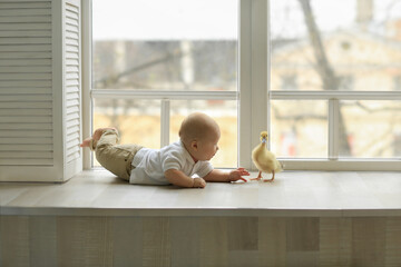 cheerful baby in light trousers and a white shirt sticking his tongue out, trying to grab the little yellow duckling lying near the window