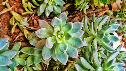 Ghost Succulent