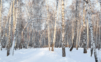 Panorama of the winter birch forest. The bright sun illuminates the trees. Russian nature. Copy space.